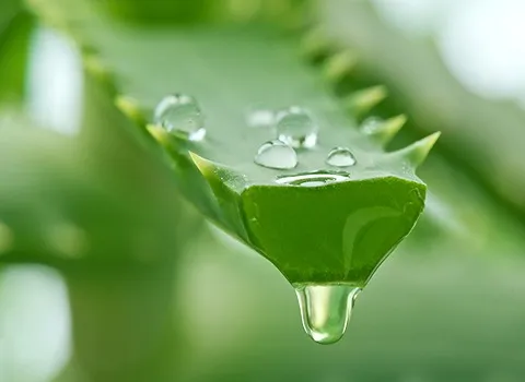 قیمت خرید گیاه آلوورا خوراکی + تست کیفیت