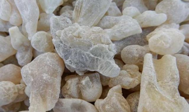 معرفی انواع آدامس کوهی + قیمت خرید روز