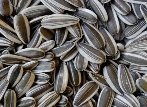 بهترین تخمه آفتابگردان خوی دور سفید + قیمت خرید عالی 