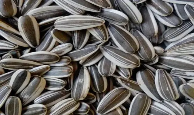 بهترین تخمه آفتابگردان خوی دور سفید + قیمت خرید عالی 