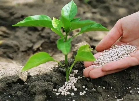 قیمت کود فسفات ۵۰ کیلویی دیجی کالا 13 درصد