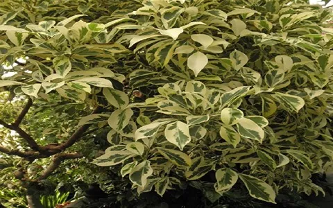 قیمت درختچه زینتی ابلق + خرید و فروش درختچه زینتی ابلق باکیفیت عمده