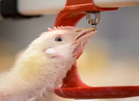 بهترین آبخوری مکانیزه مرغ + قیمت خرید عالی