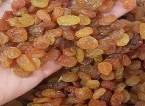 قیمت کشمش پلویی طبیعی + مشخصات بسته بندی عمده و ارزان