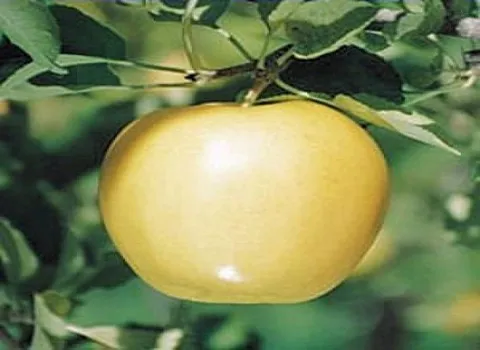 خرید و قیمت سیب زرد لبنانی عمده و جزیی