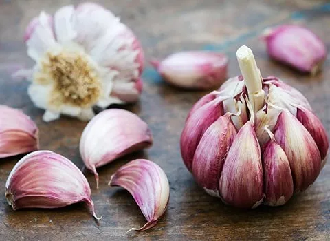 بهترین سیر قرمز آذرشهر + قیمت خرید عالی