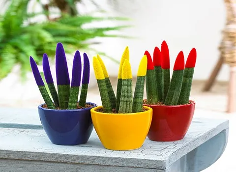 سانسوریا کراواتی امریکن؛ گل گوشتی قابلیت ذخیره سازی آب Censorship