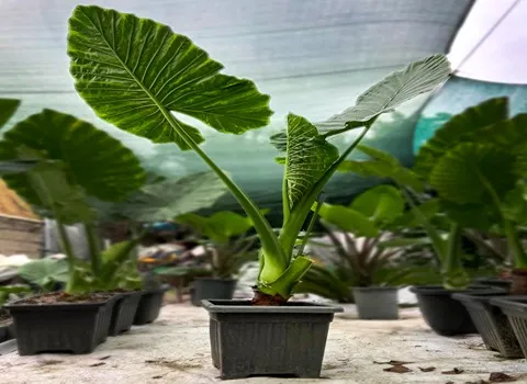 گیاه آپارتمانی بابا آدم؛ خودرو طول عمر بالا مناسب دمنوش دکوراسیون منزل