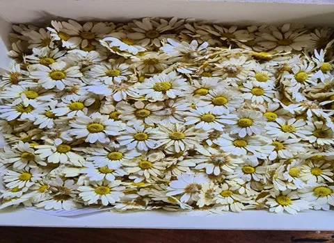 قیمت خرید گیاه گل محمدی + راهنمای استفاده