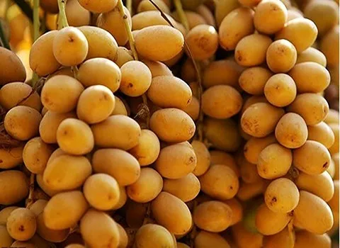 بهترین خرما زرد جهرم + قیمت خرید عالی