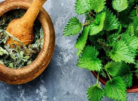 گیاهان دارویی شمال ایران؛ گزنه، سیاه دانه، گل گاوزبان Medicinal Plants