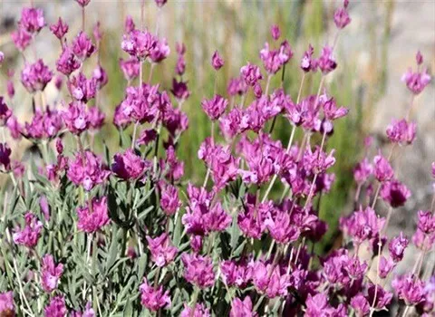 بهترین گل بادرنجبویه کوهی + قیمت خرید عالی