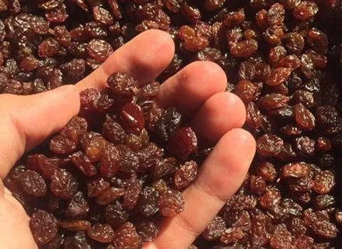 قیمت کشمش آفتابی بوانات