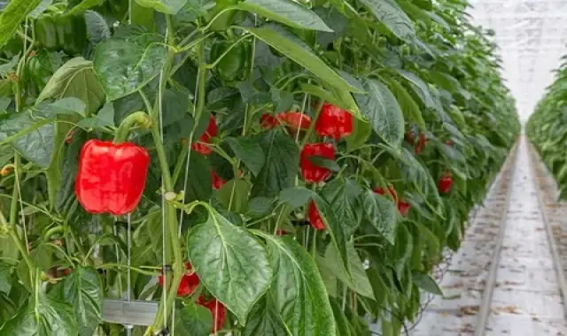 قیمت فلفل دلمه ای در گلخانه