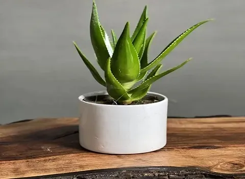 خرید و قیمت روز گیاه آلوورا کوچک