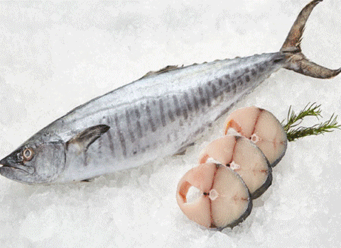 لیست قیمت ماهی شیر بندرعباس ۱۴۰۱