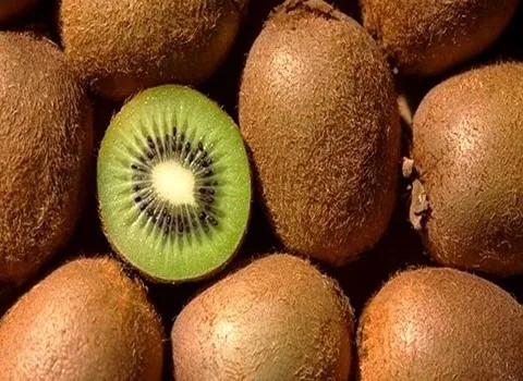 خرید و قیمت انواع کیوی هایوارد تنکابن