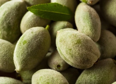 بادام شیرین سبز؛ دارویی غذایی پوسته نازک 2 مدل خشک تازه