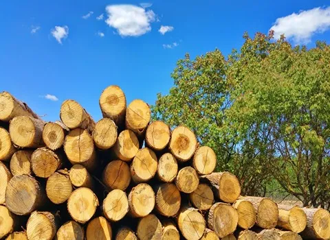 لیست قیمت چوب سپیدار کیلویی 1402