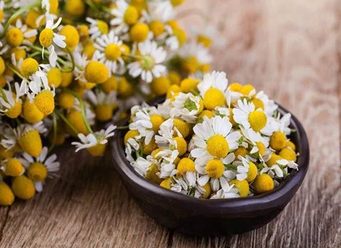 گیاه بابونه شیرازی؛ تقویت قلب تنظیم فشار خون درمان یبوست Chamomile