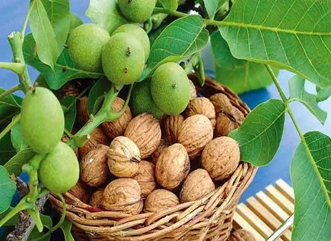 گردو صادراتی ایران؛ آلرژی زا 2 نوع پلاستیک جعبه ای حاوی Omega