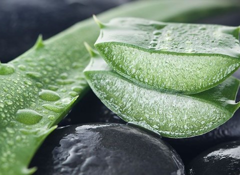 آلوئه ورا دارویی | فروشندگان قیمت مناسب آلوئه ورا دارویی