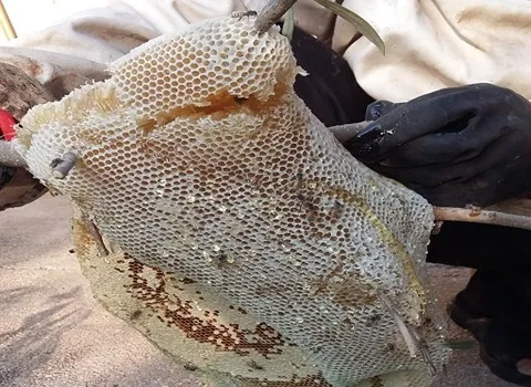 خرید عسل کوهی طبیعی + قیمت عالی با کیفیت تضمینی