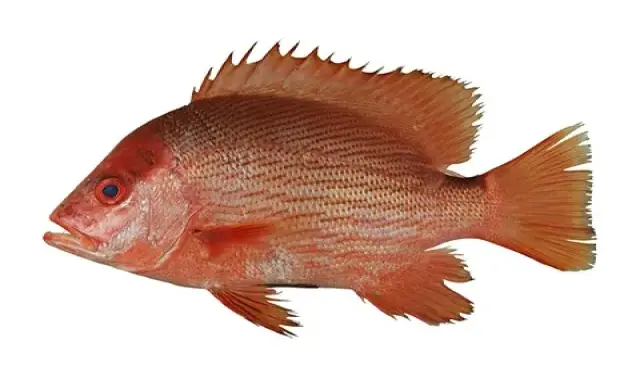 ماهی سرخو اصل؛ تشخیص ماهی سرخو از تقلبی