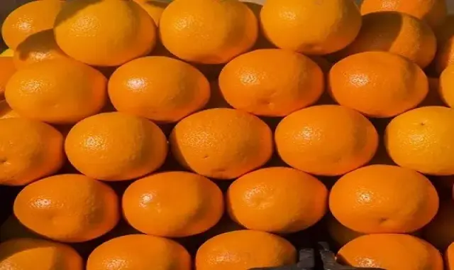 خرید و قیمت انواع پرتقال تامسون صادراتی