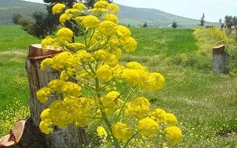 راهنمای خرید آنغوزه نی ریز + قیمت عالی