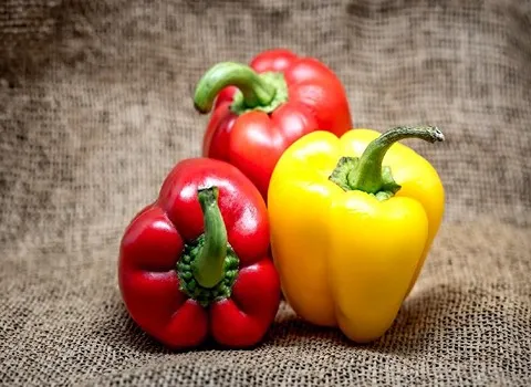 قیمت فلفل دلمه ای کیلویی