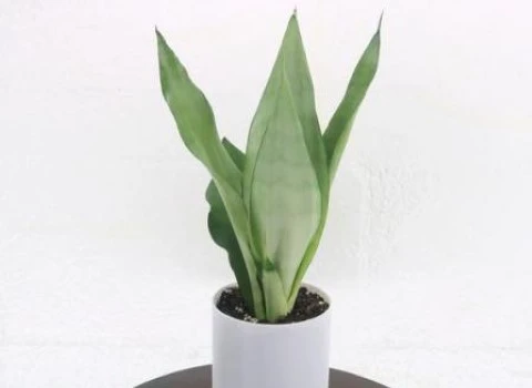 سانسوریا کراواتی مهتابی؛ زینتی دارای برگ پهن 2 کاشت (پاجوش آب خاک)