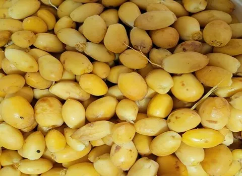 راهنمای خرید خرما خارک اصفهان + قیمت عالی