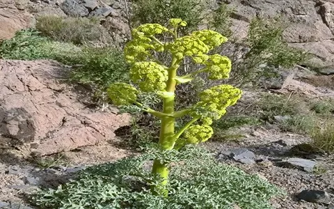 خرید و قیمت روز انغوزه نی ریز