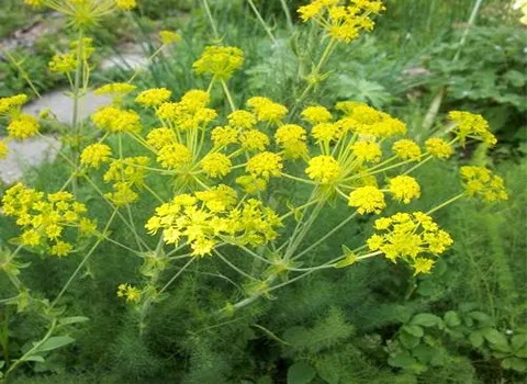 راهنمای خرید شیره گیاه آنغوزه با شرایط ویژه و قیمت استثنایی