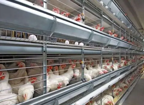 خرید مستقیم تجهیزات مرغداری + قیمت فروش کارخانه