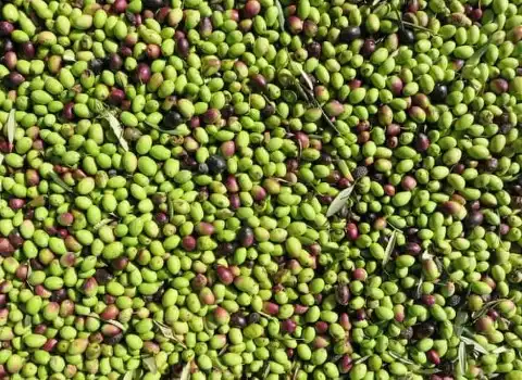 قیمت زیتون خام در بازار