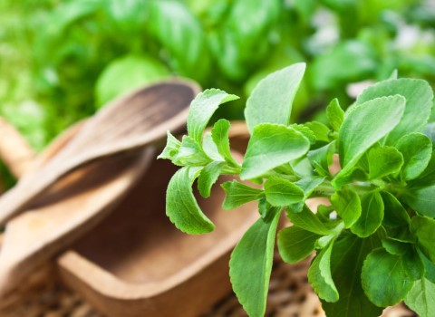 قیمت خرید گیاه استویا مرغوب + خواص، معایب و مزایا