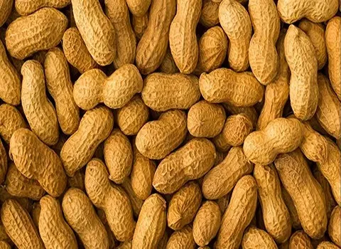 همه محصولات بادام زمینی (peanut) + قیمت خرید