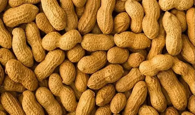 همه محصولات بادام زمینی (peanut) + قیمت خرید