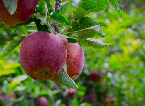 سیب صادراتی دماوند | قیمت خرید عمده و فله