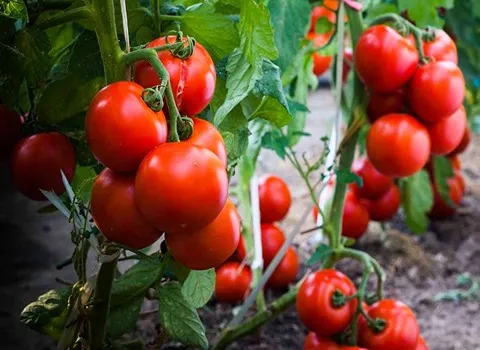 گوجه فرنگی گلخانه ای امروز؛ گیلاسی کلاستر حاوی روی ویتامین (A C)