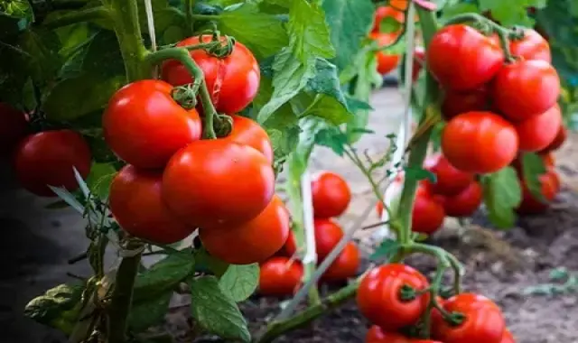 گوجه فرنگی گلخانه ای امروز؛ گیلاسی کلاستر حاوی روی ویتامین (A C)