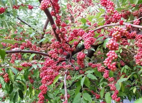 لیست قیمت انگور فرنگی خارجی 1402