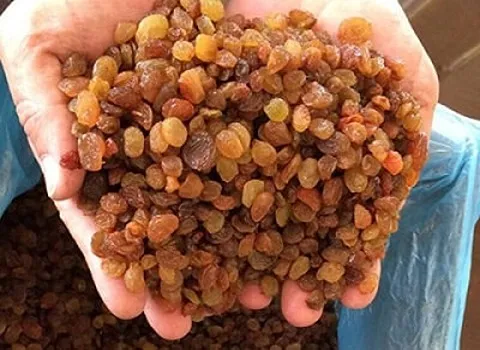 کشمش تیزابی تاکستان؛ طعم شیرین بدون هسته ویتامین D منگنز raisin