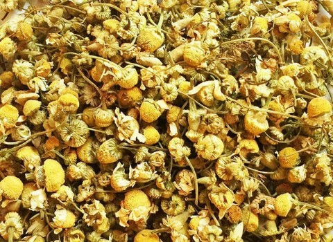 خرید بابونه گاوی خشک + قیمت عالی