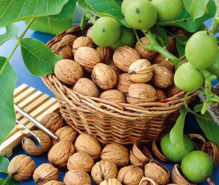 گردو تازه برای عروس هلندی | خرید با قیمت ارزان