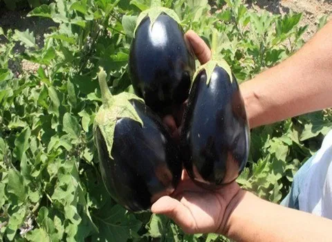 بادمجان دلمه شانتال + قیمت خرید، کاربرد، مصارف و خواص