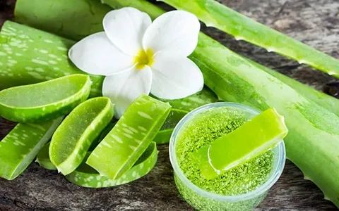 گیاه آلوئه ورا و ریزش مو؛ خوراکی درمانی زینتی رفع لک پوستی آکنه