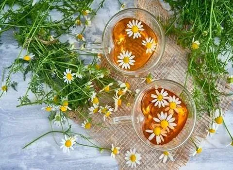 خرید و قیمت گیاه دارویی بابونه شیرازی